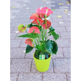 Aranjament plante AN38